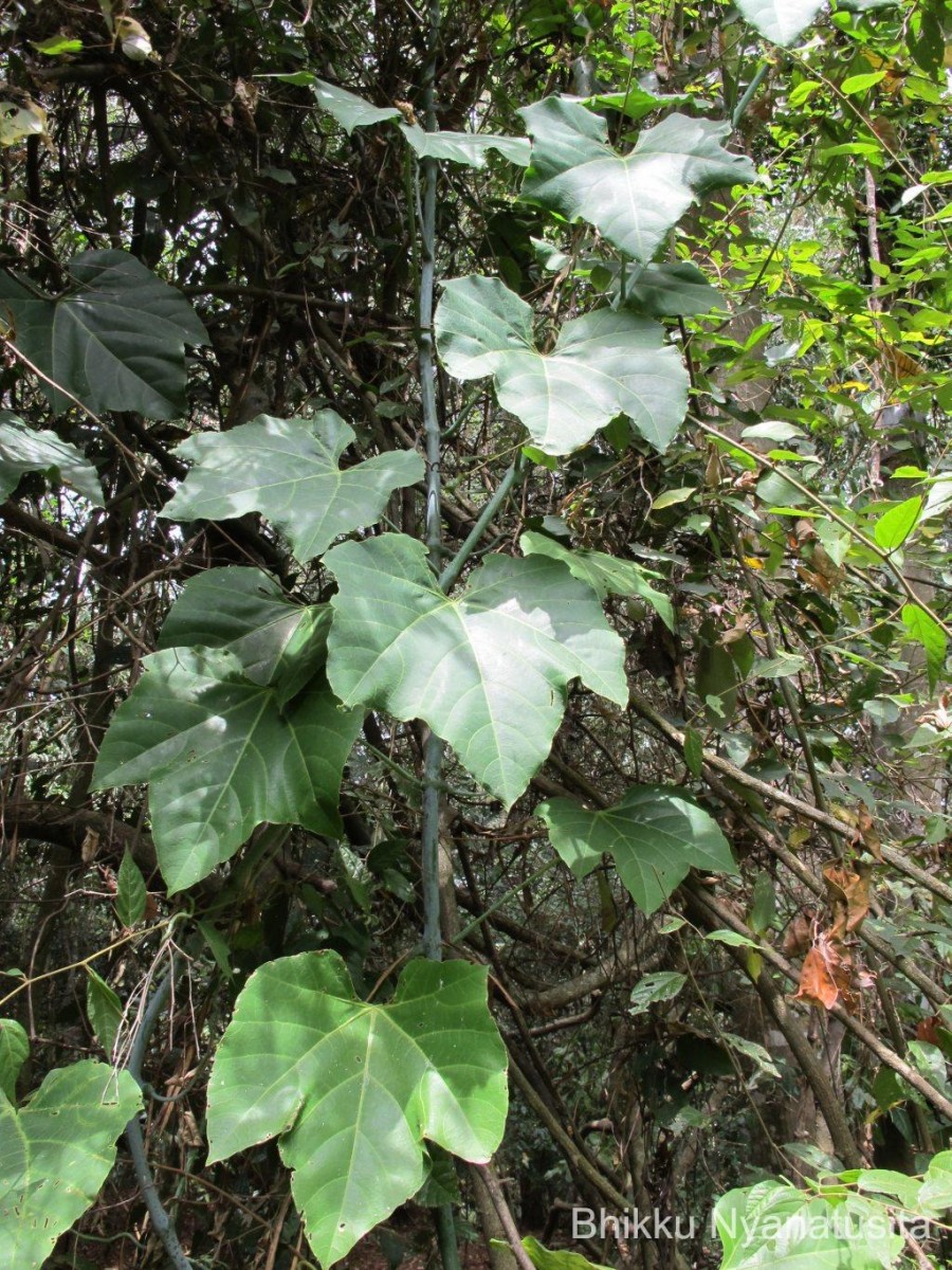 Cissus heyneana Steud.